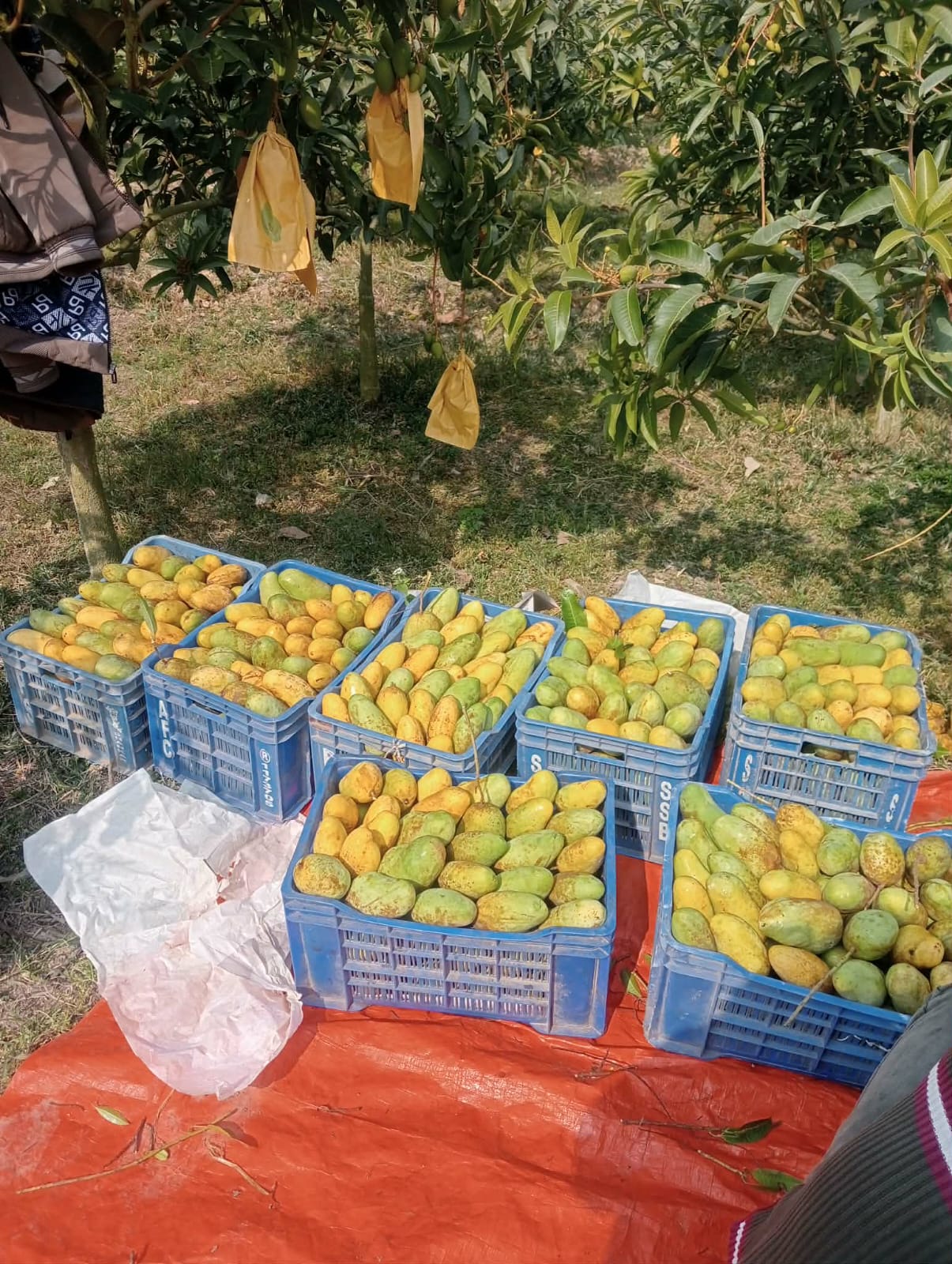 কাটিমন আম