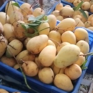 সুমিষ্ট কাটিমন 6 কেজি