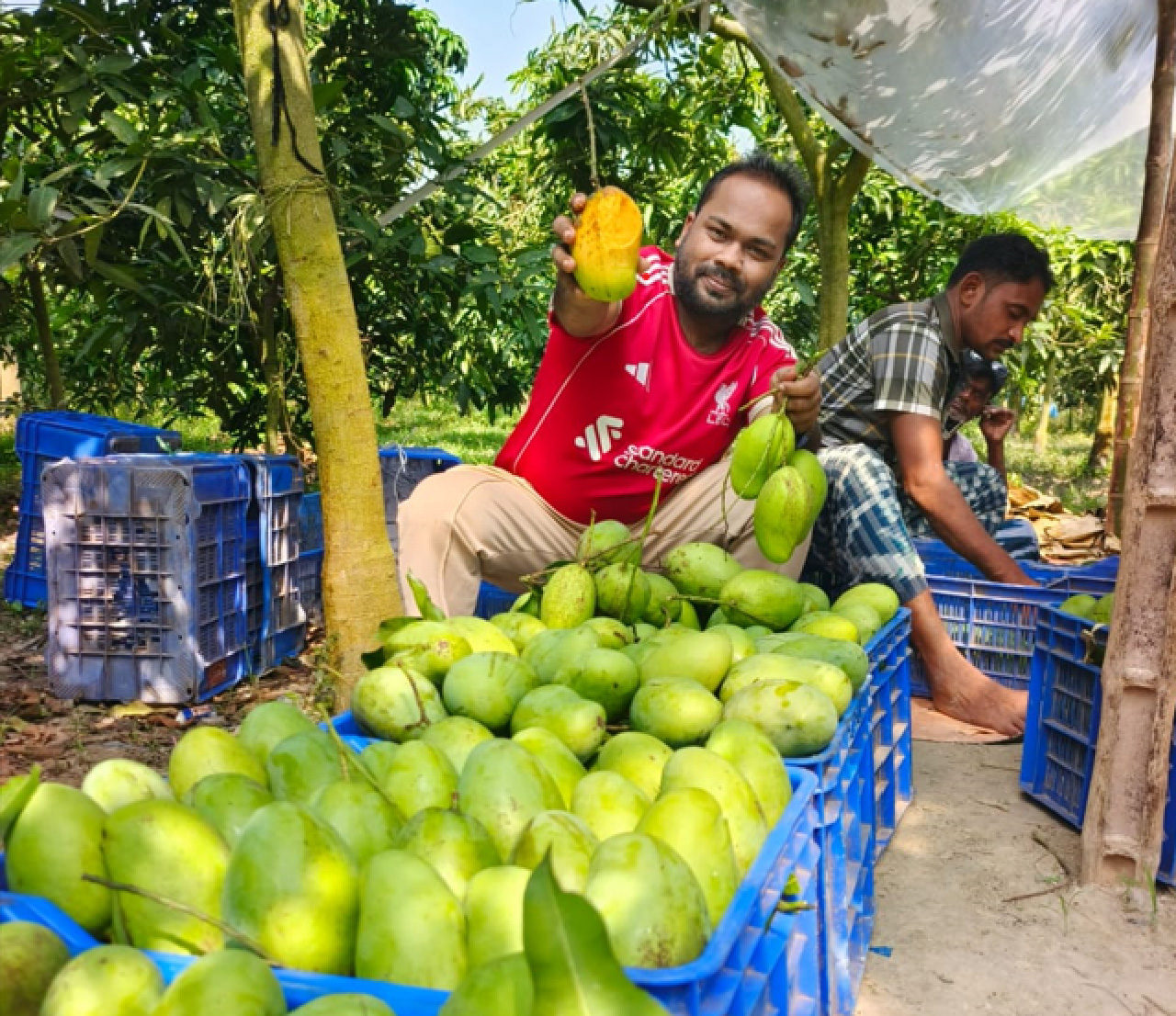 কাটিমন আম